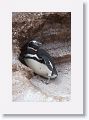 Magellanic Penguin