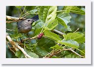 Gray Catbird