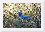 Indigo Bunting