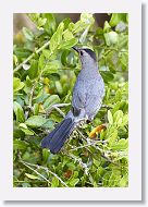 Gray Catbird