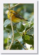 Prothonotary Warbler