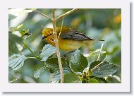 Prothonotary Warbler