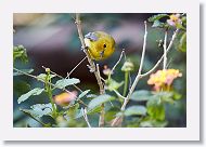 Prothonotary Warbler