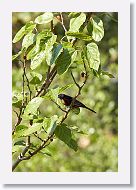 Orchard Oriole