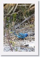 Indigo Bunting