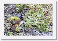 Painted Bunting