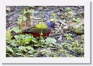 Painted Bunting