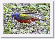 Painted Bunting