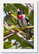 Rose-breasted Grosbeak