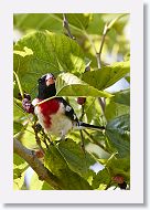 Rose-breasted Grosbeak