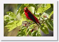 Scarlet Tanager