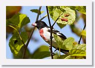 Rose-breasted Grosbeak