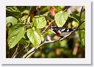 Rose-breasted Grosbeak