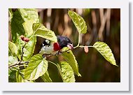 Rose-breasted Grosbeak