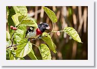 Rose-breasted Grosbeak