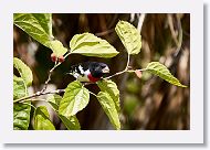 Rose-breasted Grosbeak