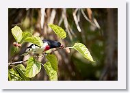 Rose-breasted Grosbeak