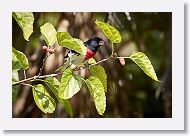 Rose-breasted Grosbeak