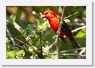 Scarlet Tanager