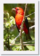 Scarlet Tanager