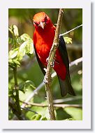 Scarlet Tanager