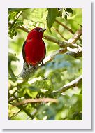 Scarlet Tanager