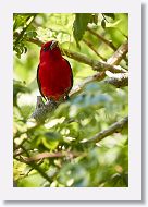 Scarlet Tanager