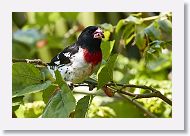 Rose-breasted Grosbeak