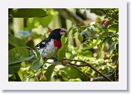 Rose-breasted Grosbeak