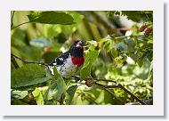 Rose-breasted Grosbeak