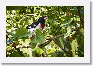 Rose-breasted Grosbeak