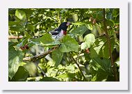 Rose-breasted Grosbeak