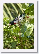 Rose-breasted Grosbeak