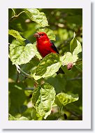 Scarlet Tanager