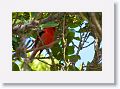 Scarlet Tanager