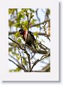 Rose-breasted Grosbeak