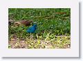 Indigo Buntings