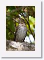 Wood Thrush