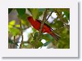 Scarlet Tanager