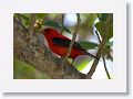 Scarlet Tanager