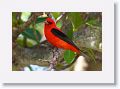 Scarlet Tanager