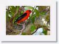 Scarlet Tanager