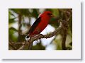 Scarlet Tanager