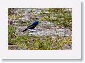 Blue Grosbeak