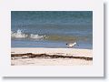 Short-billed Dowitcher