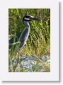 Yellow-crowned Night-heron