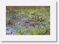 Horned Lark