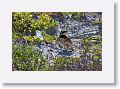 Horned Lark