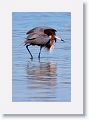 Reddish Egret