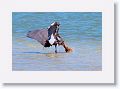 Reddish Egret